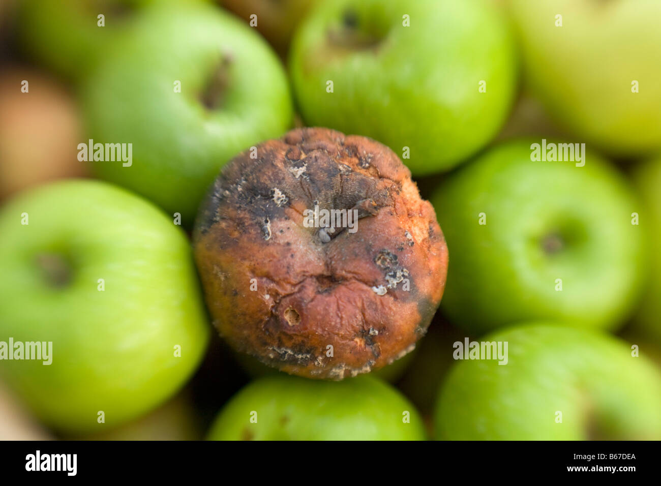 Rotten bad apple in among green healthy apples Stock Photo