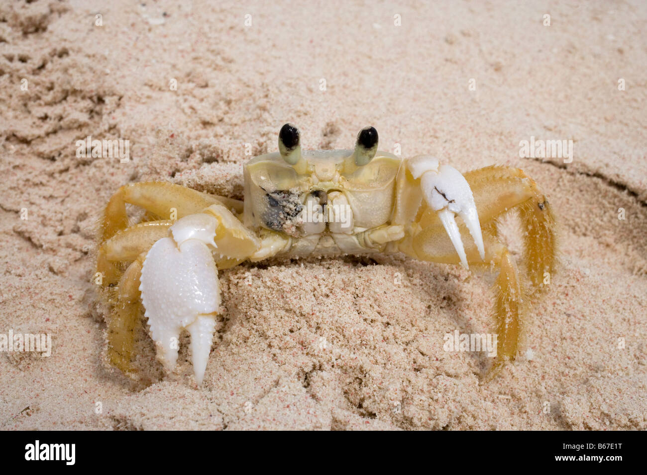 Atlantic ghost crab, Ocypode quadrata, photographed in the Dominican