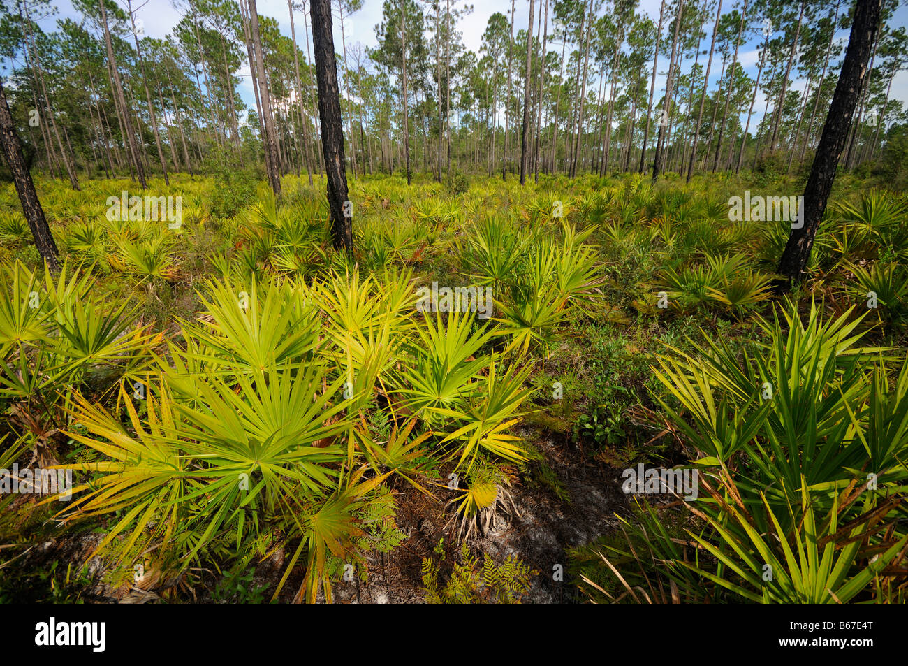 Pine flatwoods North Florida Stock Photo