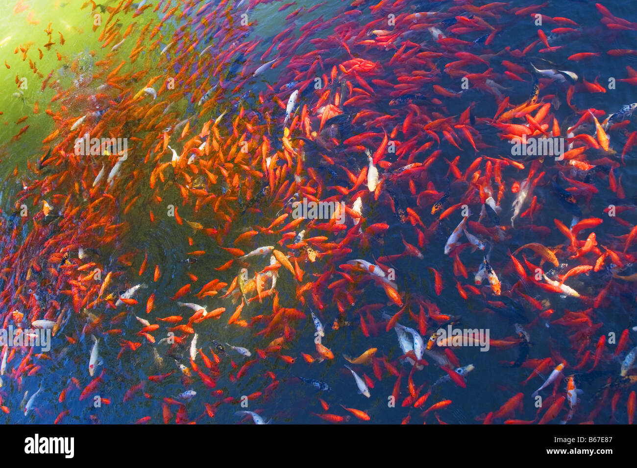 Shoal Of Hi-res Stock Photography And Images - Alamy