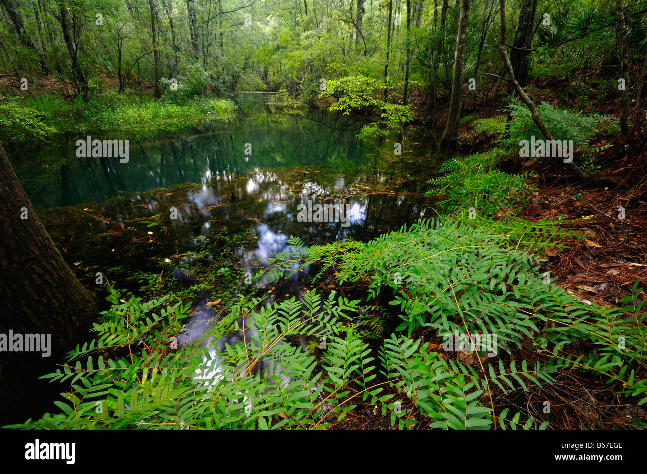 Rhode Spring Drop Rhodes spring North Florida Stock Photo - Alamy