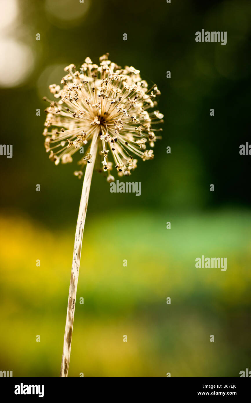 Seedhead, Allium Mont Blanc Stock Photo