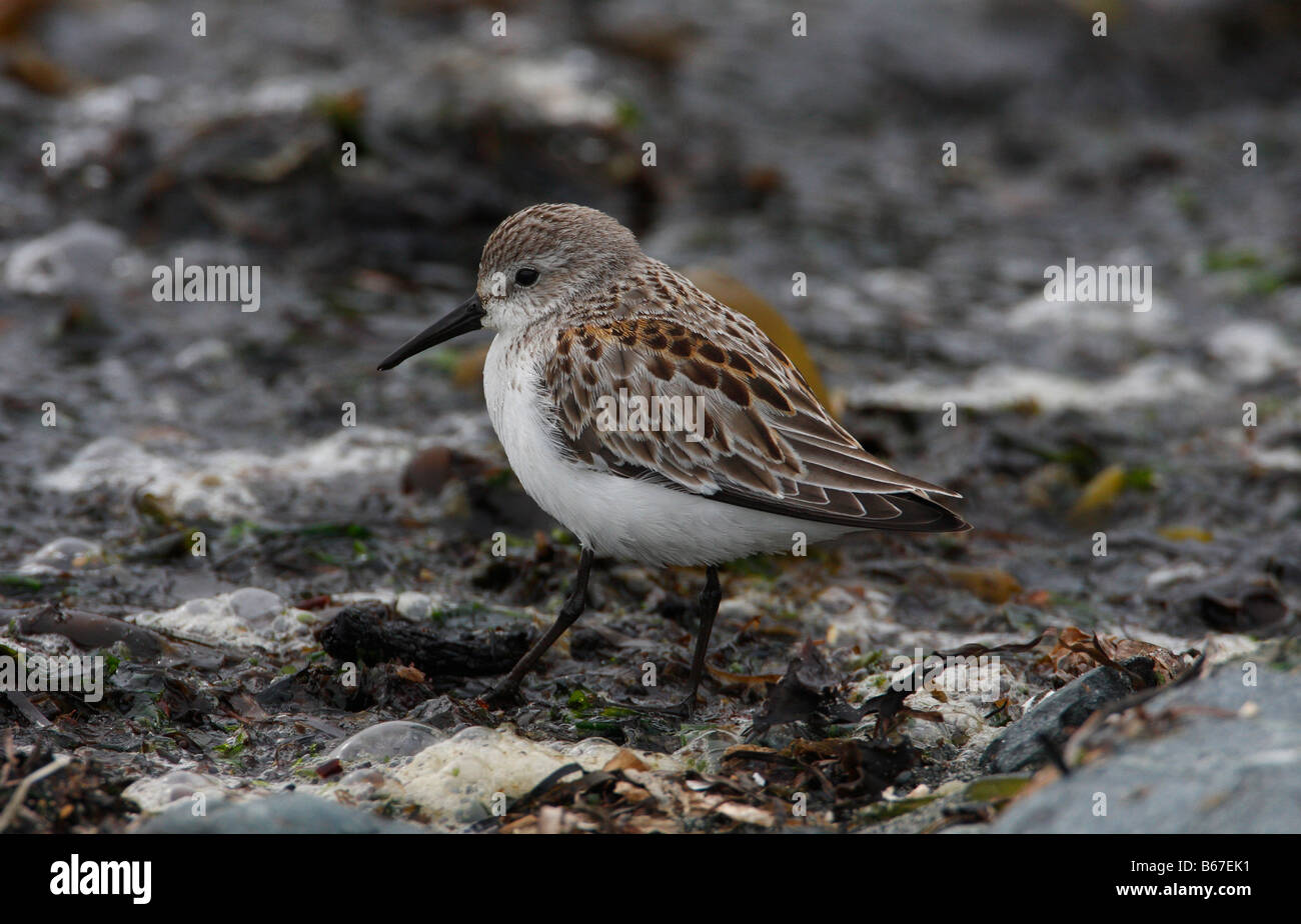 Western Sandpiper Calidris mauri on seaweed along shoreline at Whiffin Spit Vancouver Island BC in September Stock Photo