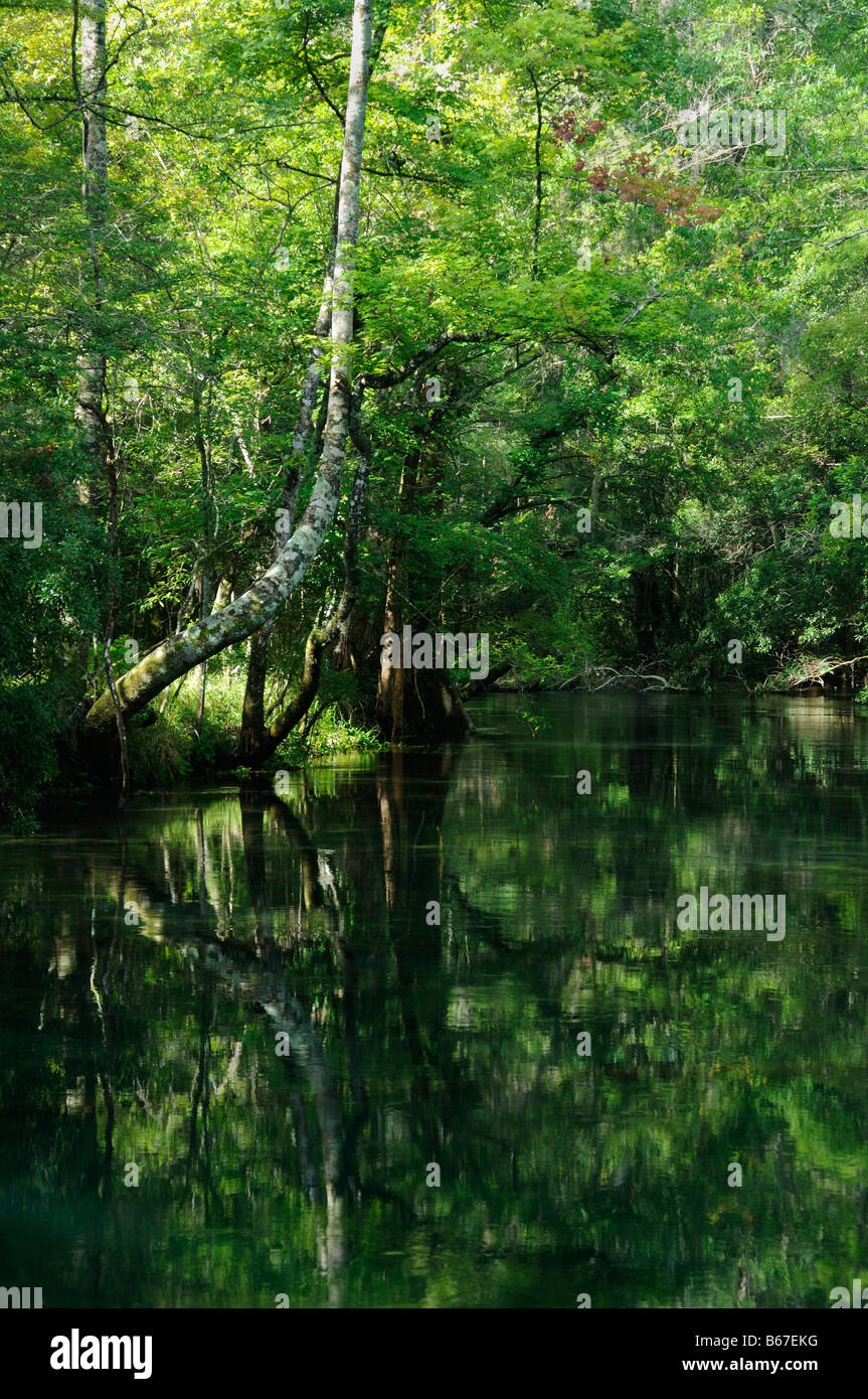 St Mark s river Florida Stock Photo Alamy