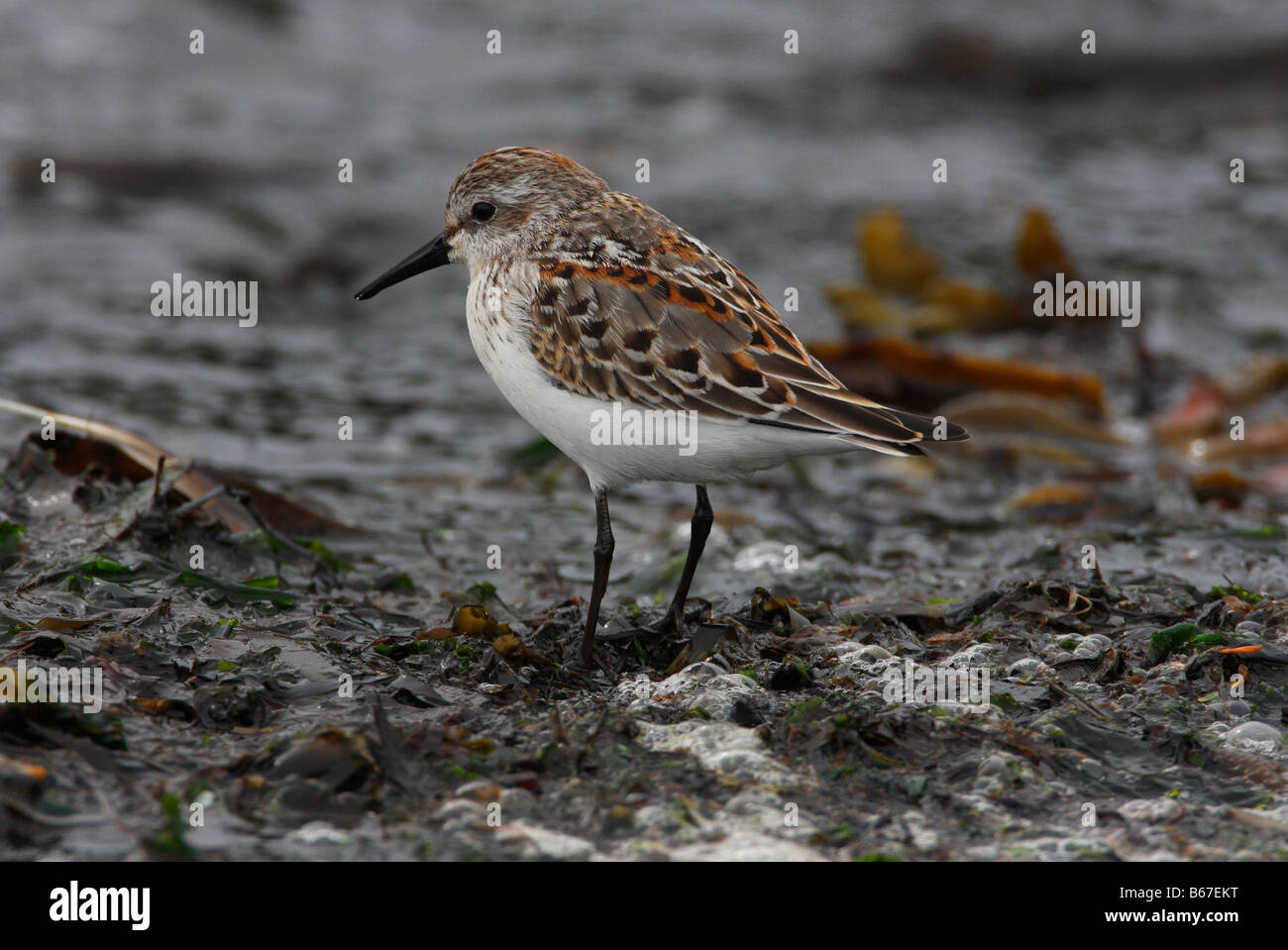 Western Sandpiper Calidris mauri on seaweed along shoreline at Whiffin Spit Vancouver Island BC in September Stock Photo