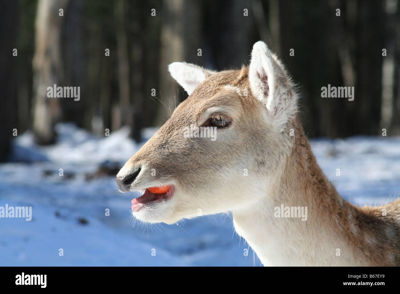 Baby deer from profile Stock Photo