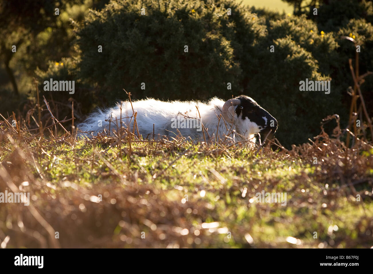 Dartmoor sheep  laying down Stock Photo