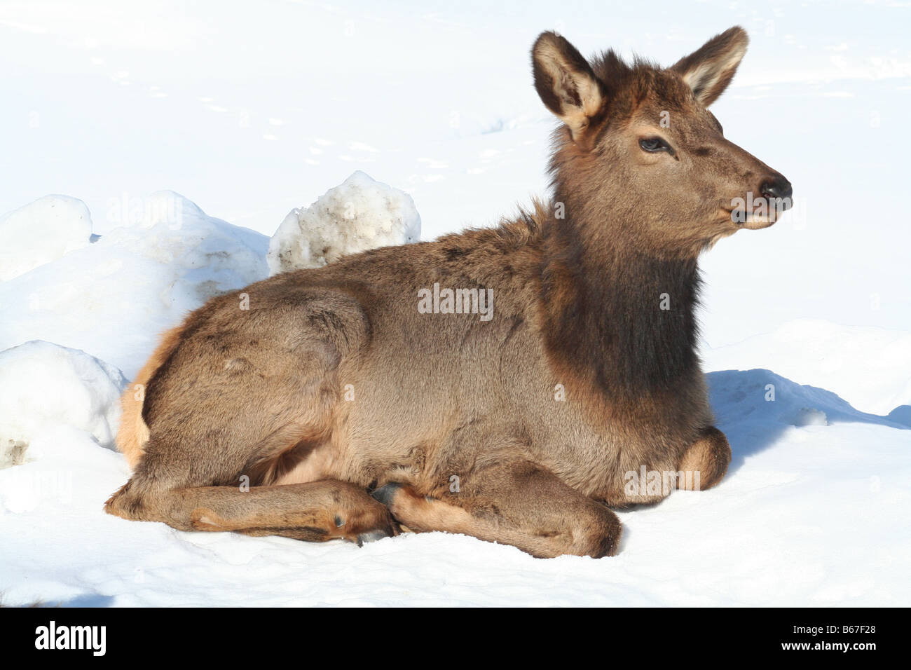 Baby Caribou lying in snow Stock Photo