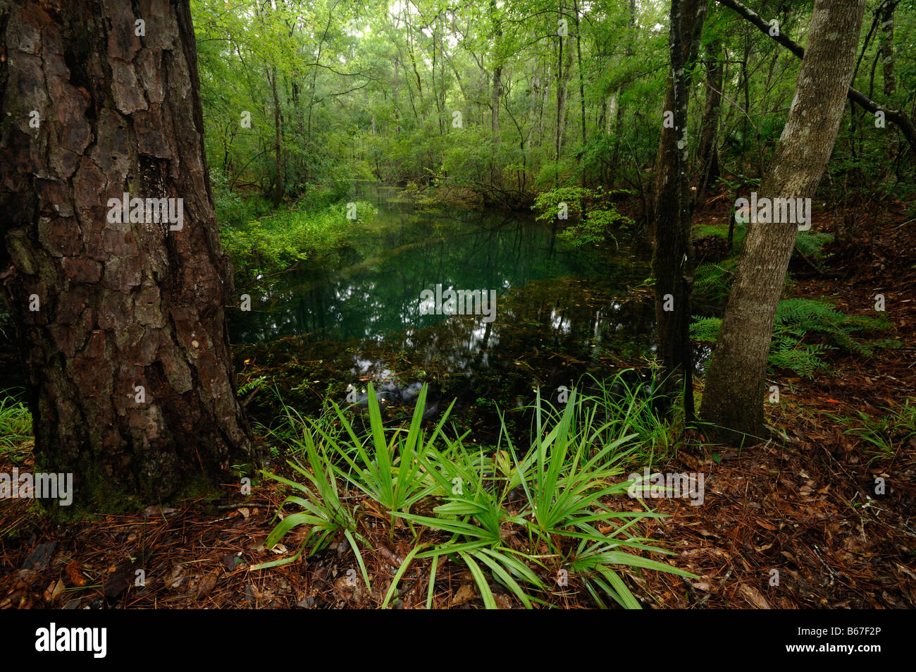 Rhode Spring Drop Rhodes spring North Florida Stock Photo - Alamy