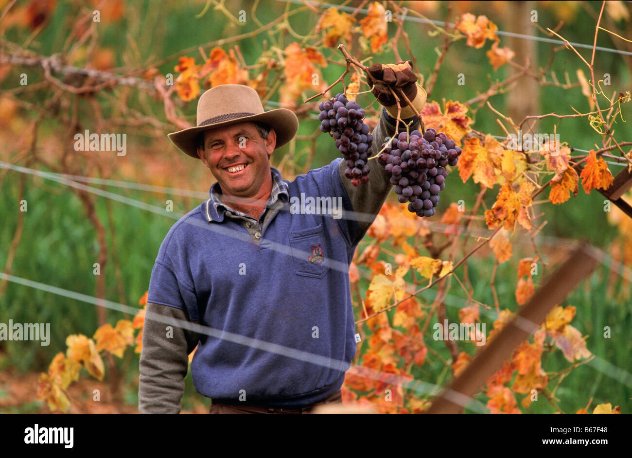 Harvesting “table grapes”, Australia Stock Photo Alamy