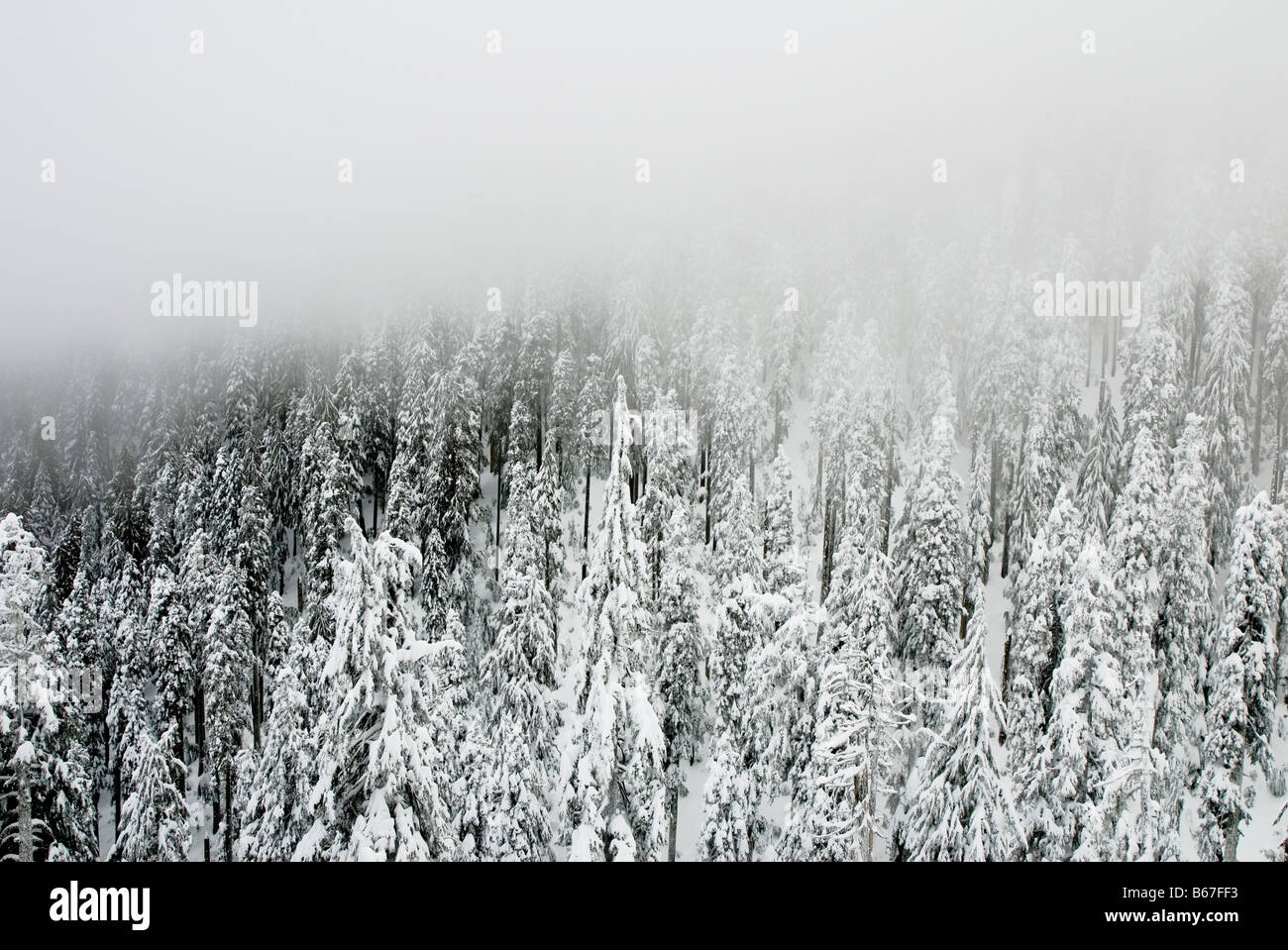 Winter background Stock Photo