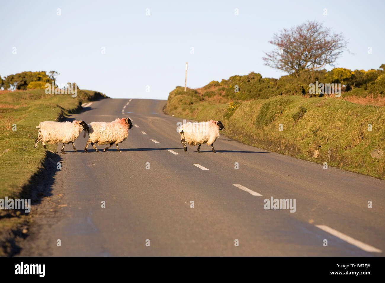 Dartmoor sheep  crossing road Stock Photo