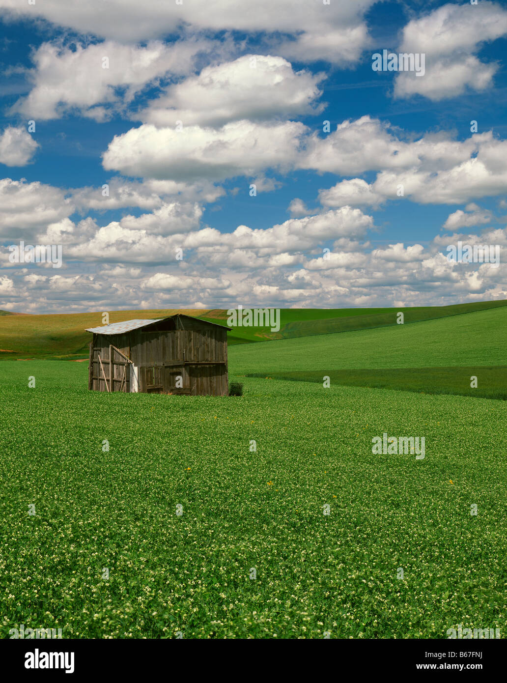 WASHINGTON Old shed in a farm field in the Palouse area of Eastern Washington Stock Photo