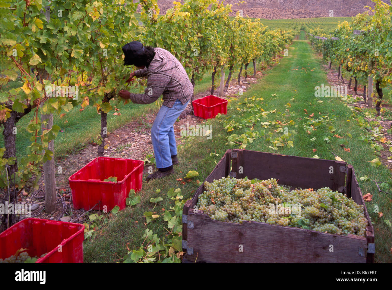 Grape Picker harvesting Ripe Gewuertztraminer Grapes in the South Okanagan Valley Region of British Columbia Canada Stock Photo
