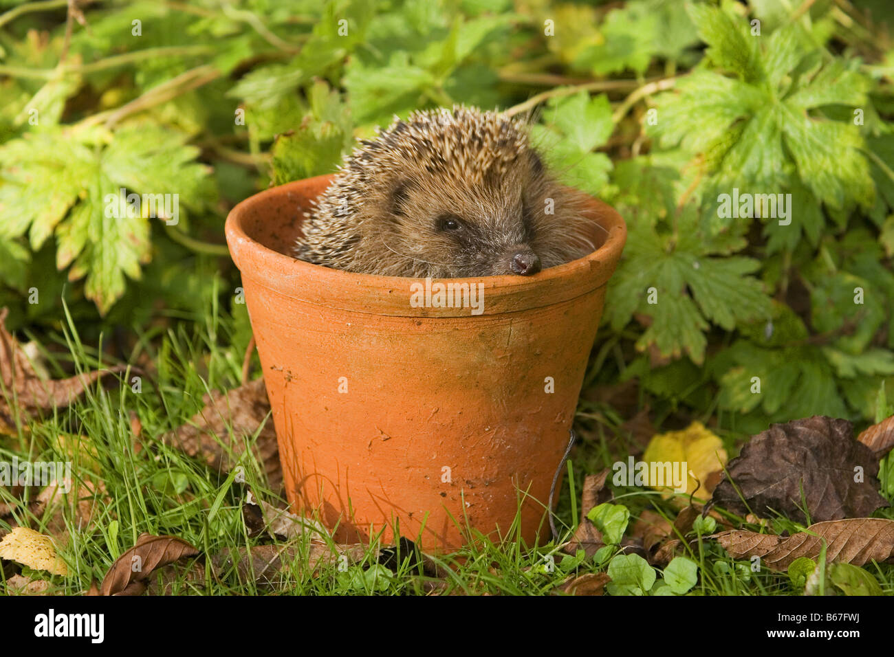 Hedgehog in flower pot Stock Photo