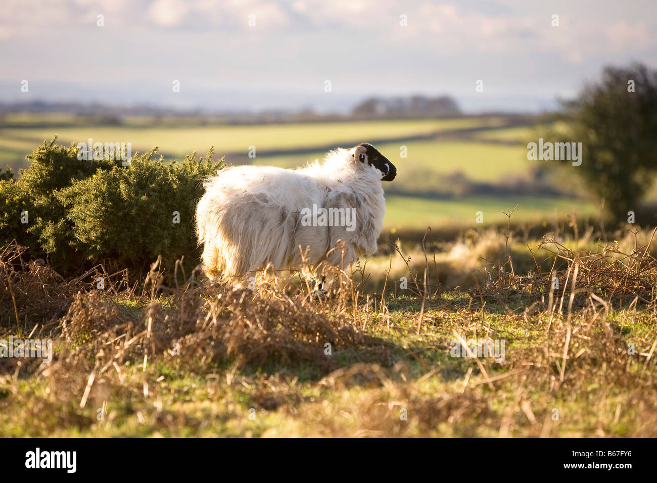Dartmoor sheep Stock Photo