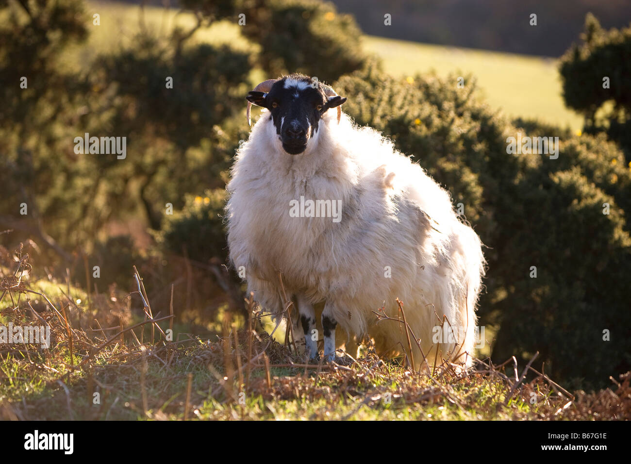 Dartmoor sheep Stock Photo