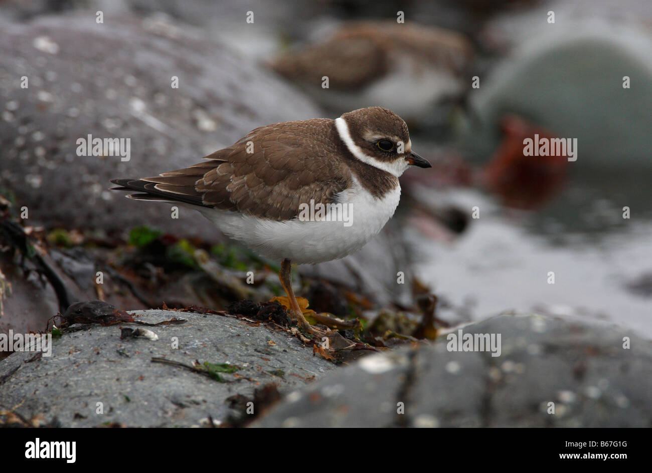 Semipalmated Plover Charadrius semipalmatus standing on rocks on beach at Whiffin Spit Vancouver Island BC in September Stock Photo