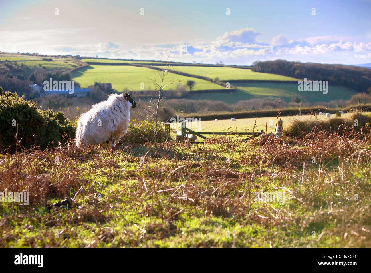 Dartmoor sheep wooly sheep on dartmoor national park looking over field and rolling countryside Stock Photo