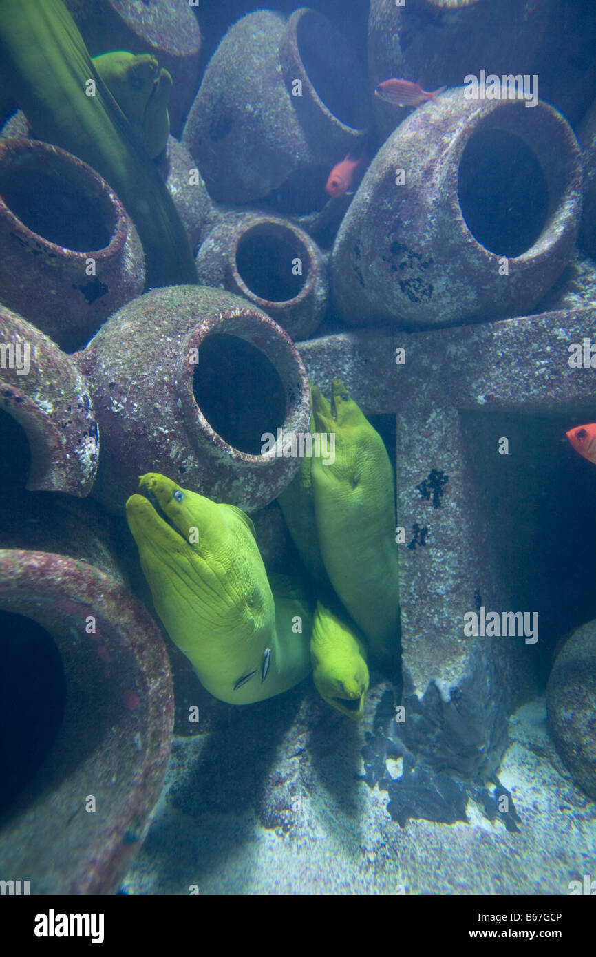 Bahamas Paradise Island Nassau Moray Eels inside aquarium inside Atlantis Resort Stock Photo Alamy