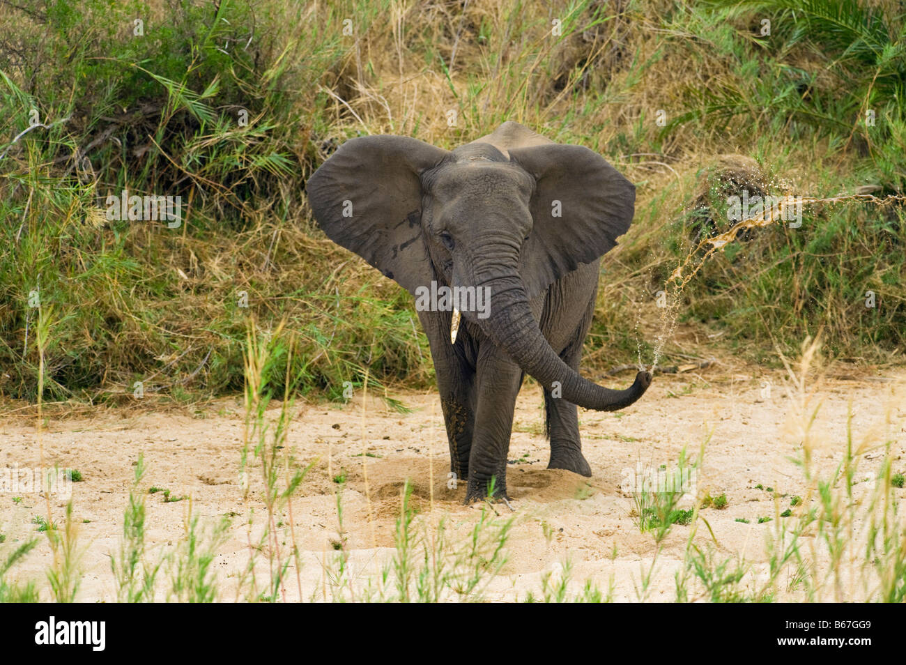 wildlife wild  Elefant elephant loxodonta africana south-Afrika south africa look looking digging  for water in the dried makuts Stock Photo