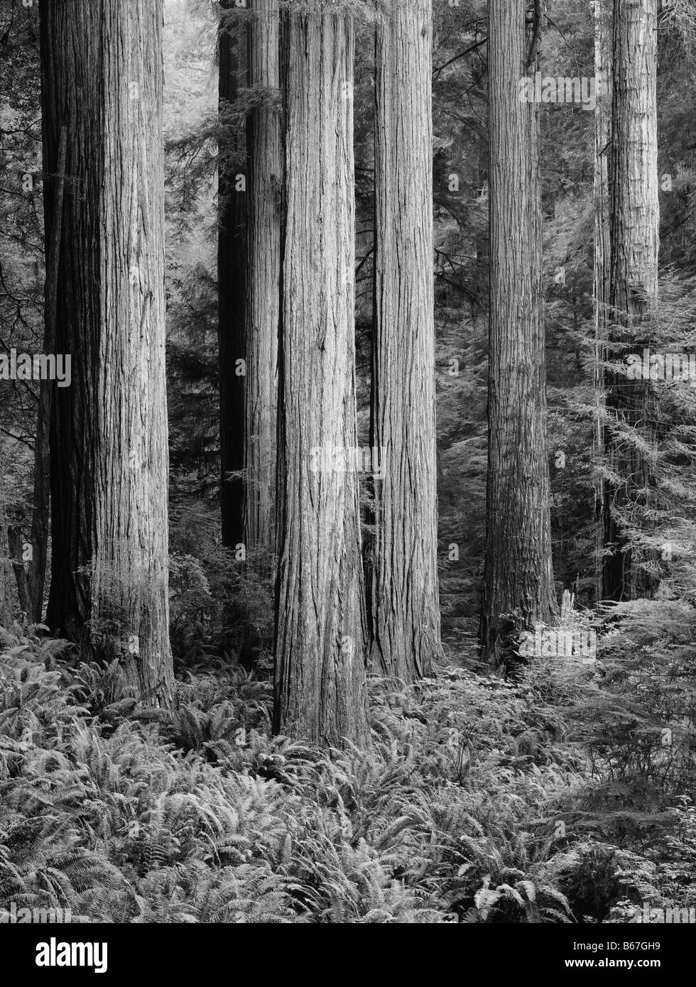 Black and white landscape of redwood trees Stock Photo Alamy