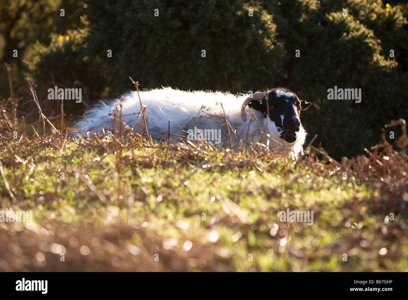 Dartmoor sheep laying down Stock Photo