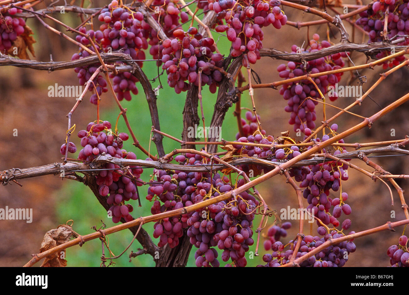 Red table grapes, Australia Stock Photo Alamy