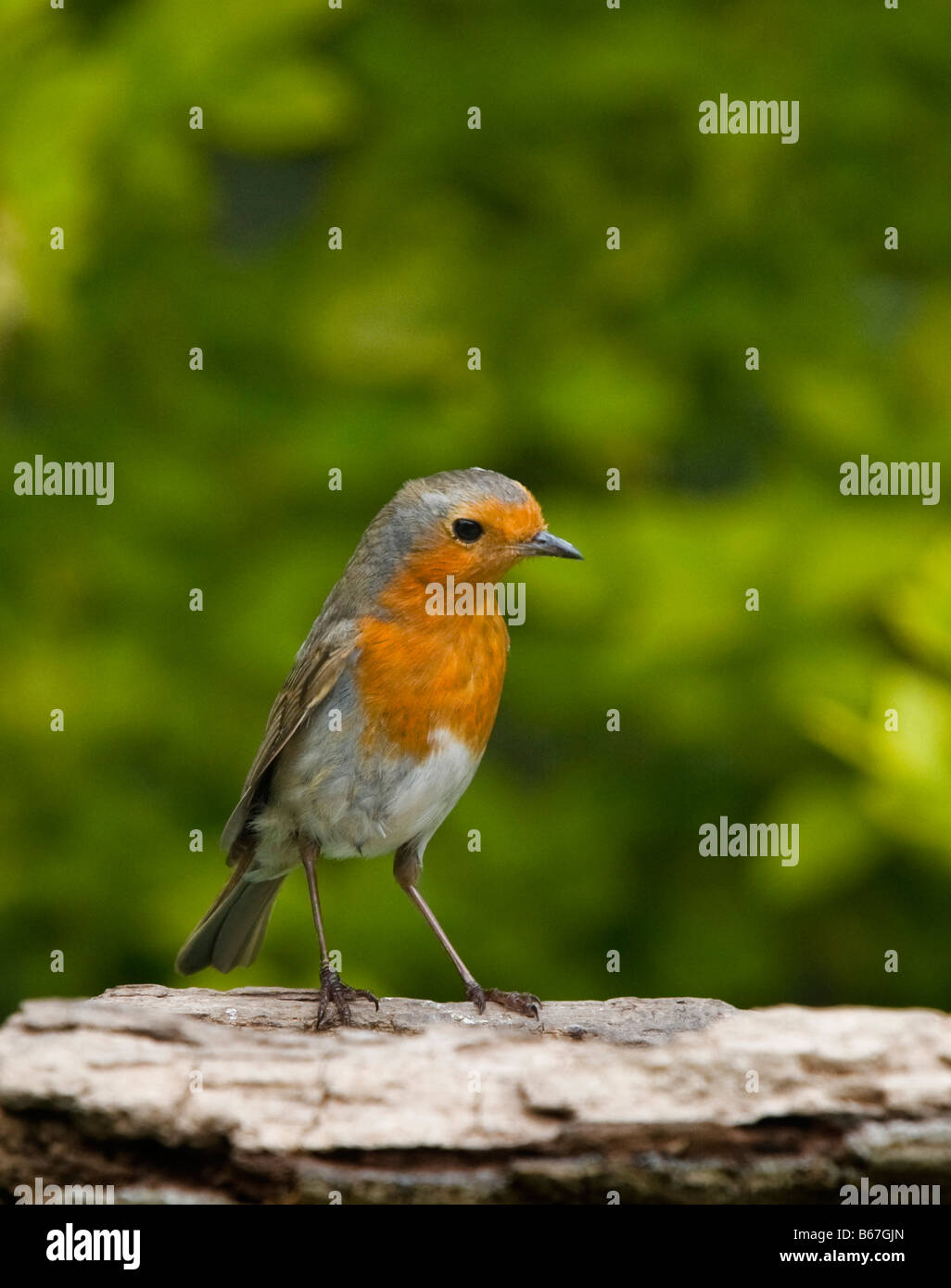 Robin (Erithacus rubecula) also known as Robin Redbreast, juvenile bird