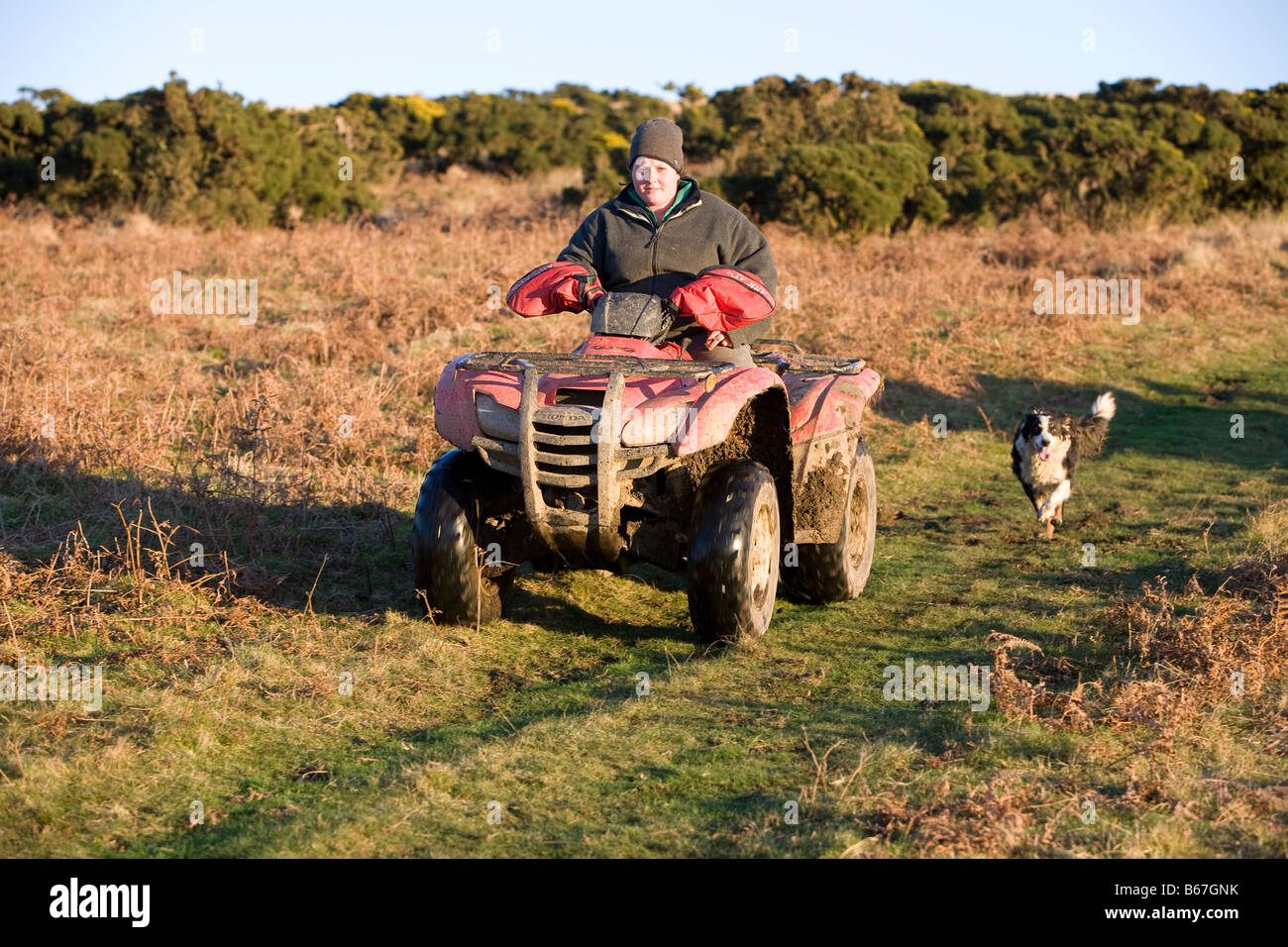 Female farmer riding red quad bike over Dartmoor countryside followed by dog Stock Photo