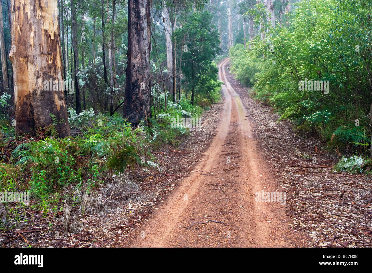 Karri Forest Location