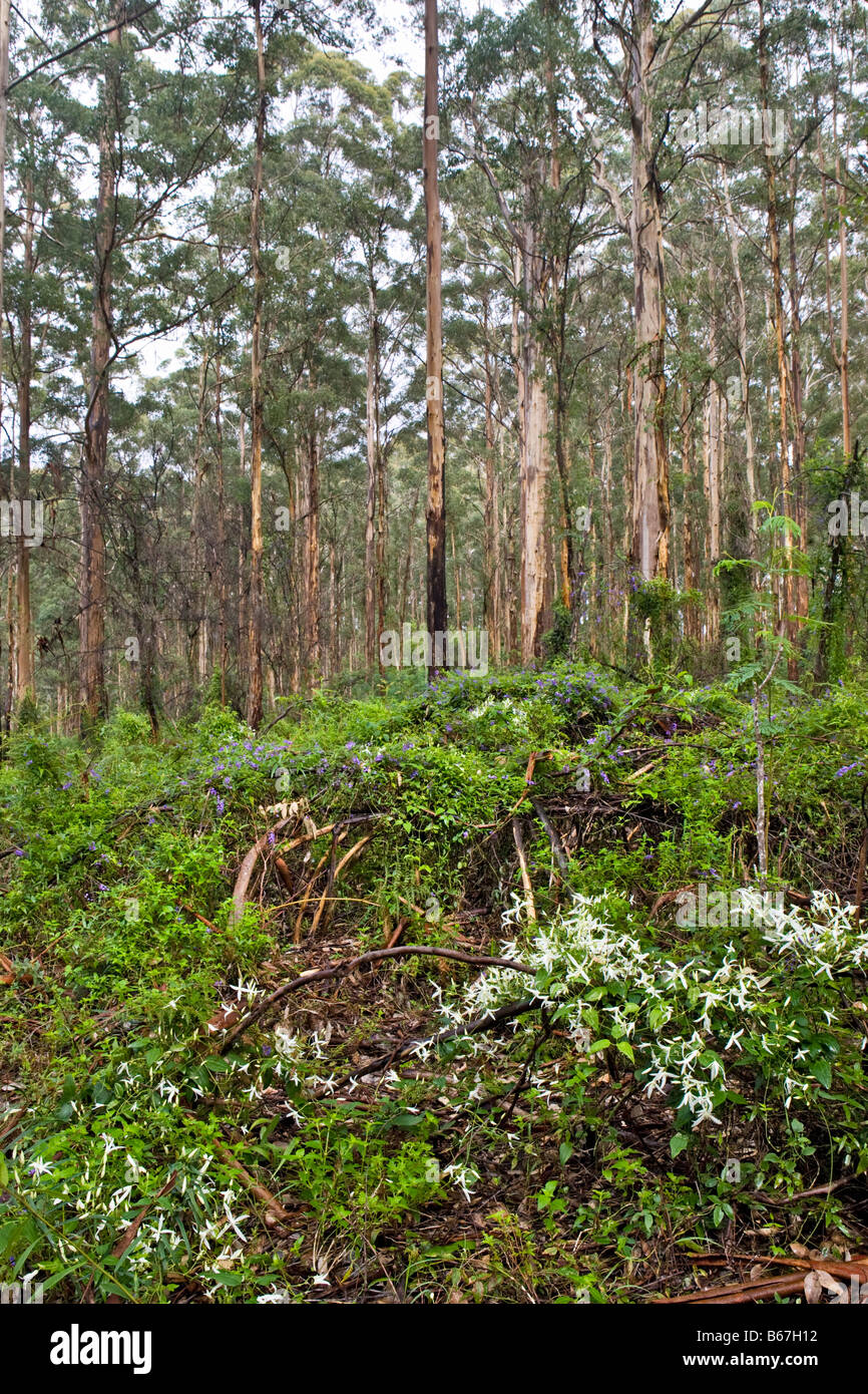 Common Clematis (Clematis pubescens) and Karri trees (Eucalyptus diversicolor) in Gloucester National Park, Pemberton, Australia Stock Photo