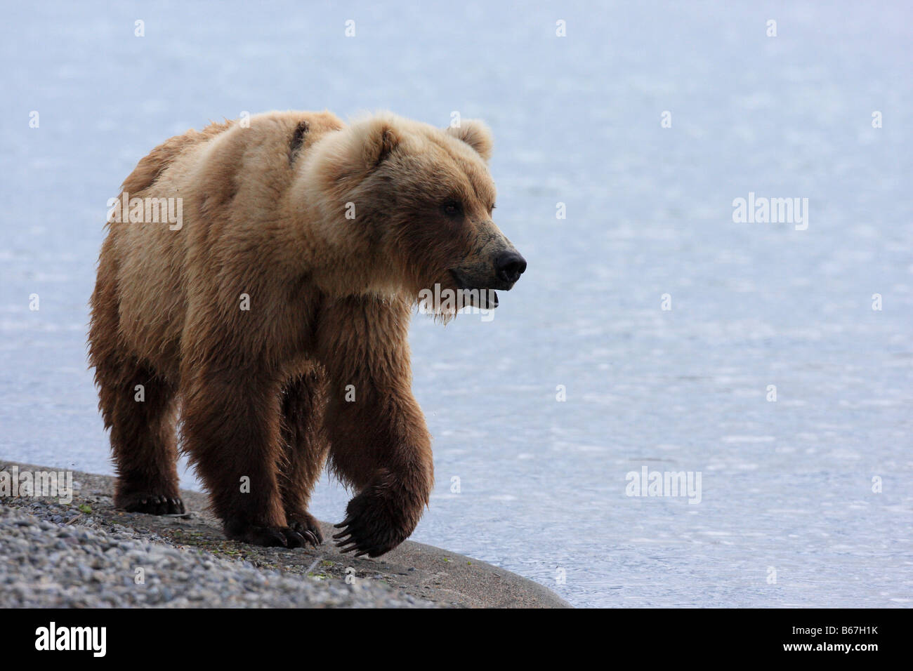 An Alaskan Brown or Grizzly Bear (Ursus arctos) walks along the shore of Naknek Lake near the Brooks Lodge in Katmai N.P. AK. Stock Photo