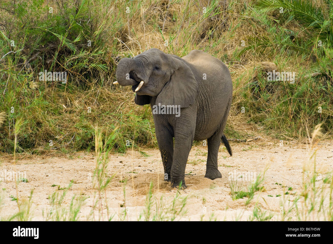 wildlife wild  Elefant elephant loxodonta africana south-Afrika south africa look looking digging  for water in the dried drink Stock Photo