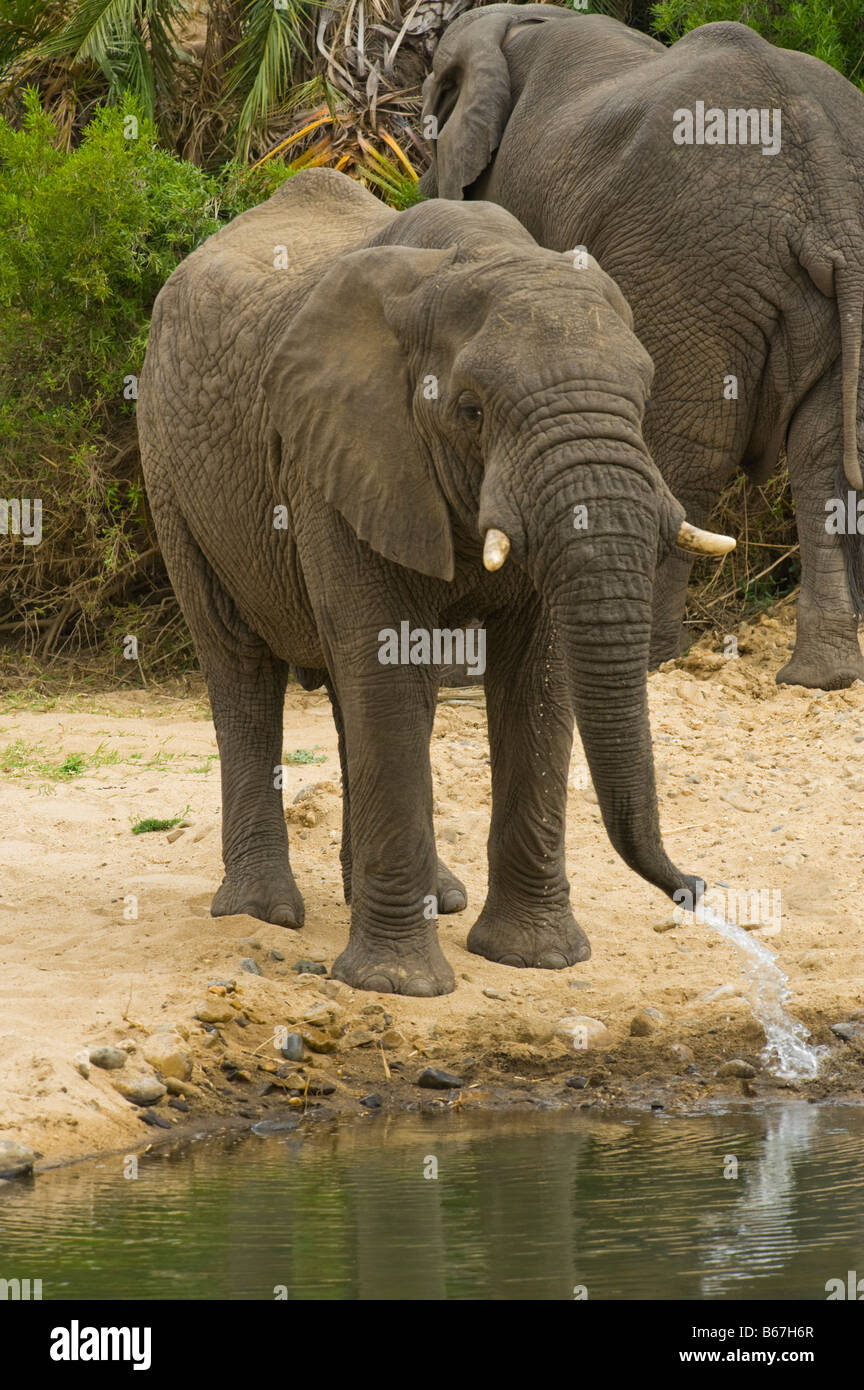 wildlife wild  Elefant elephant loxodonta africana south-Afrika south africa drink drinking water at waterhole makutsi river wat Stock Photo