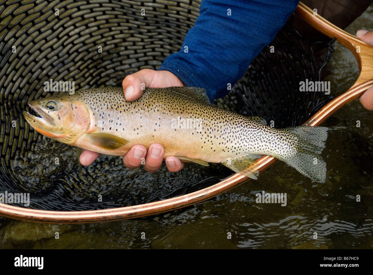 Westslope Cutthroat Trout from the Elk River in British Columbia Stock  Photo - Alamy