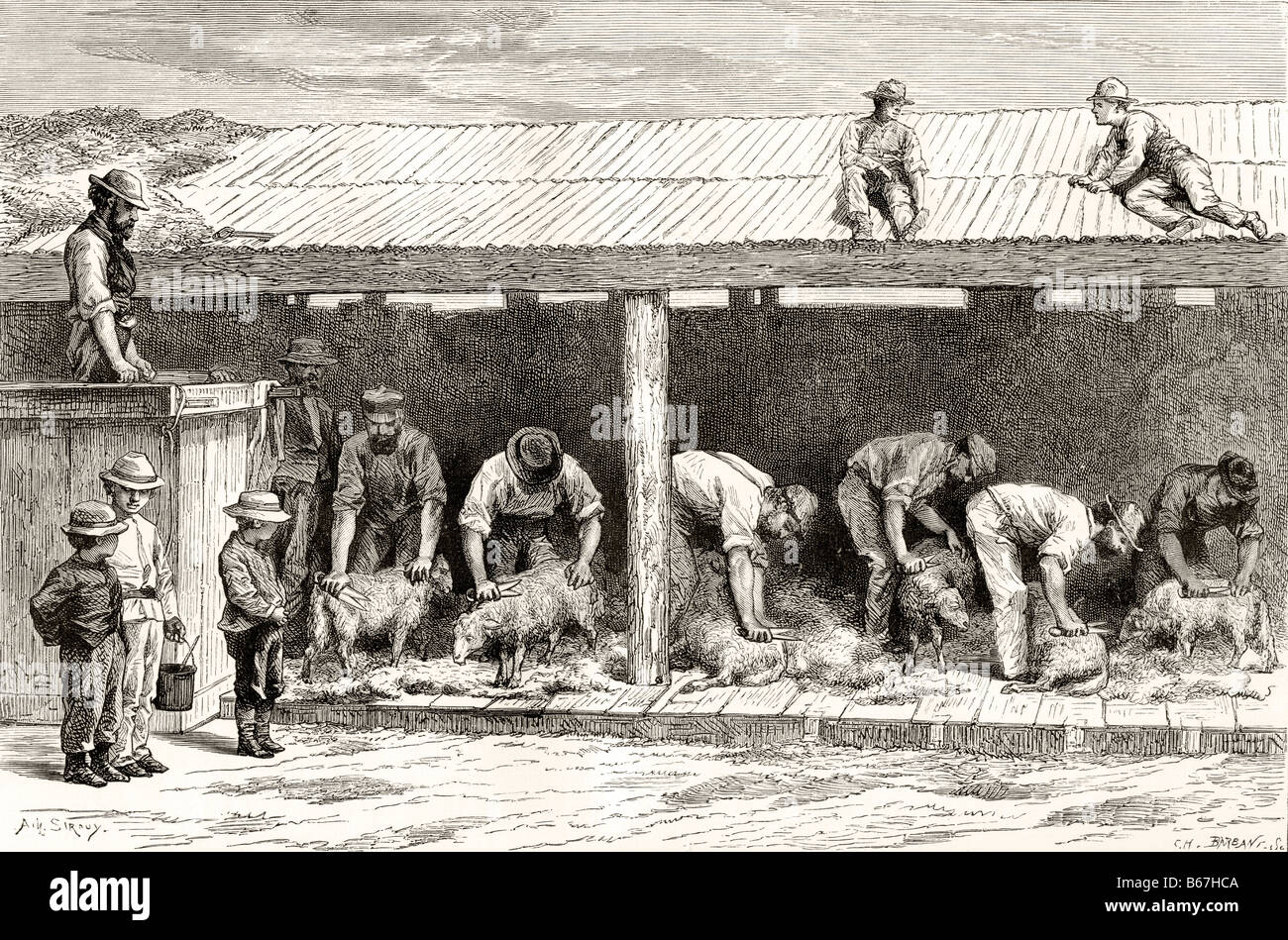Sheep Shearing in Australia circa 1880 Stock Photo Alamy