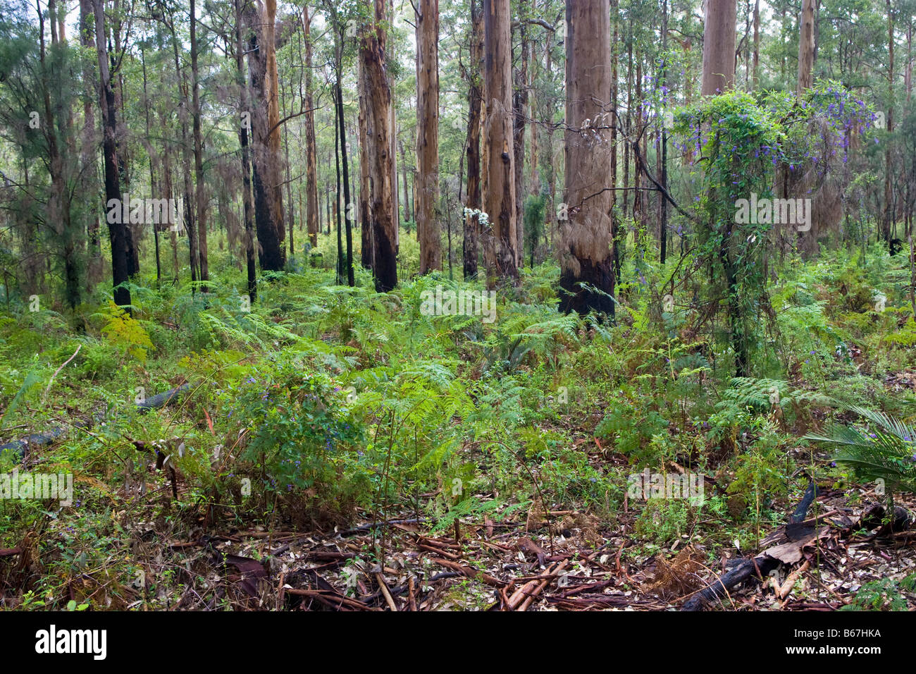 Karri forests (Eucalyptus diversicolor) in Gloucester National Park, near Pemberton, Western Australia Stock Photo