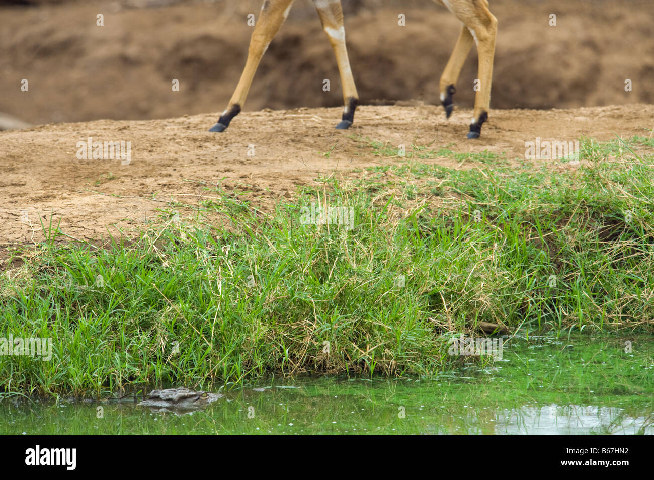 wild wildlife Nile Crocodile crocodylus niloticus left down lurk skulk lurking skulking lying sleeping sleep lie in wait for pre Stock Photo