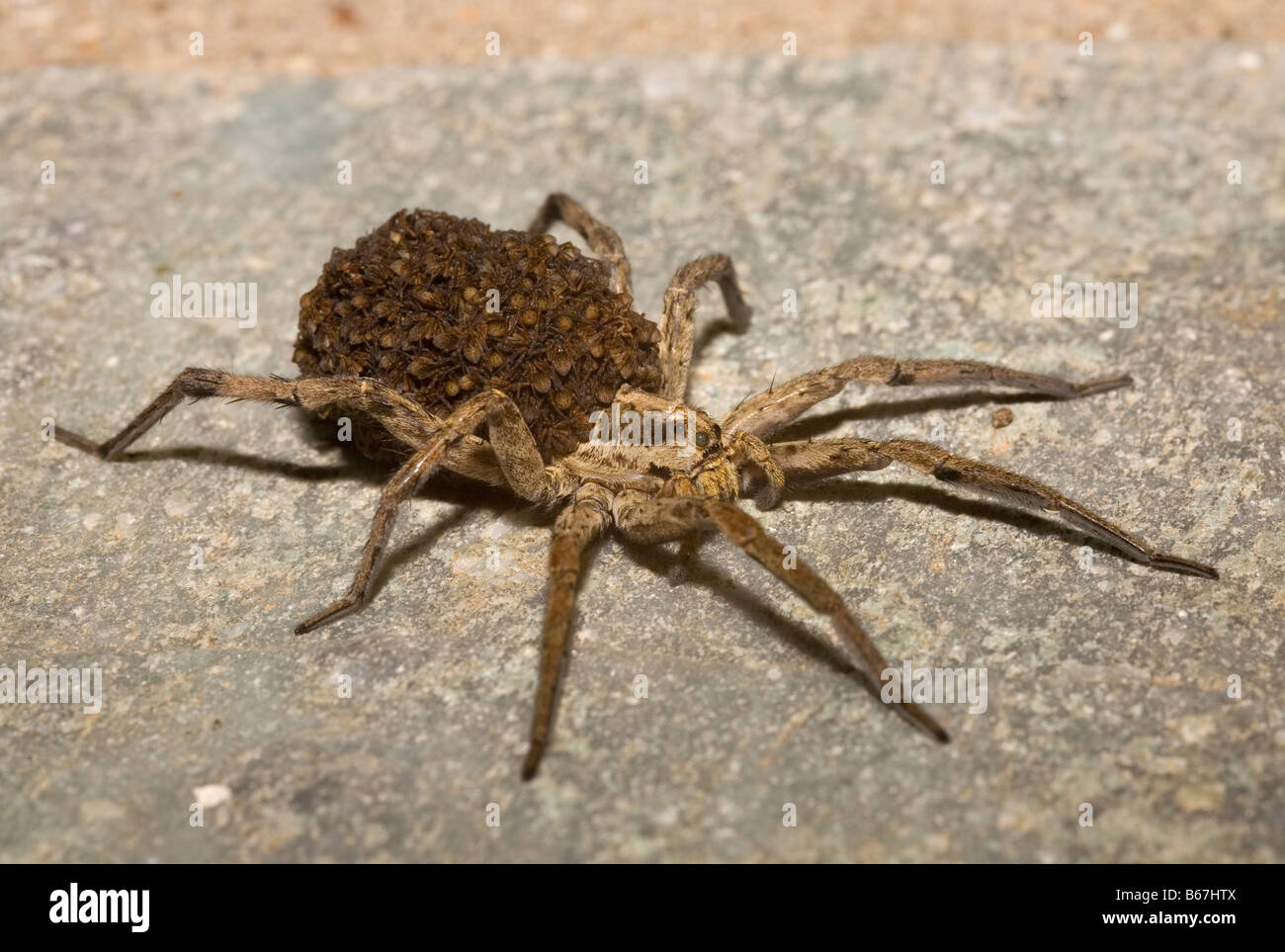 Female Wolf Spider Lycosa narbonensis carrying hundreds of spiderlings on her back Peloponnese Greece Stock Photo