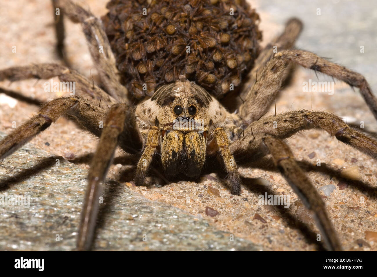 Female Wolf Spider Lycosa narbonensis carrying hundreds of spiderlings on her back Peloponnese Greece Stock Photo