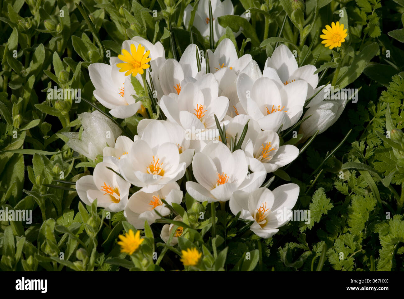 Crocus flower history hires stock photography and images Alamy