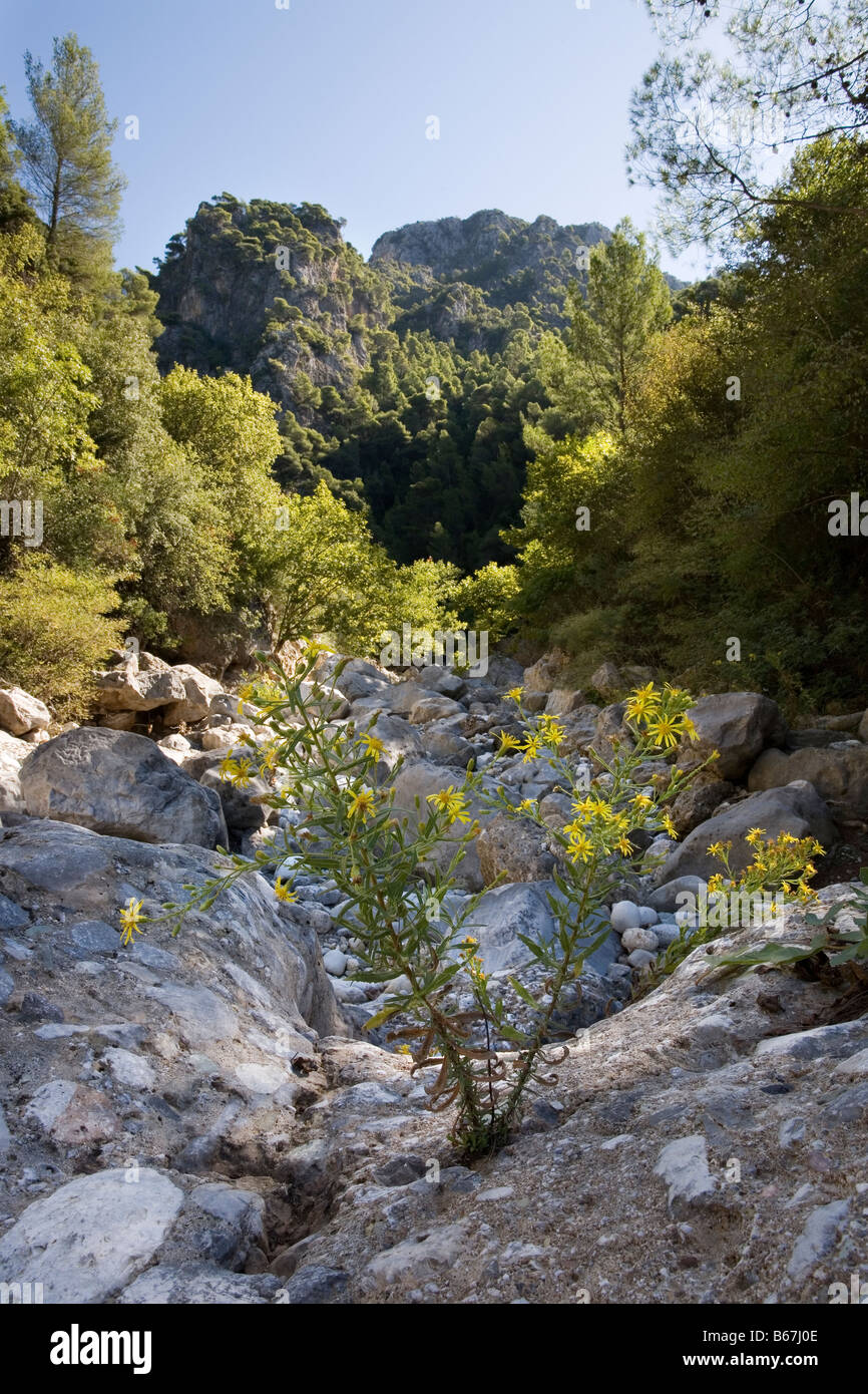 Aromatic Inula growing in bed of the Rindomo Gorge near Kambos village Messinias Peloponnese Greece Stock Photo