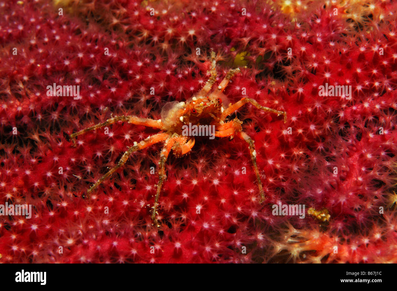 Majoid Crab in Sea Fan Herbstia condyliata Susac Island Adriatic Sea Croatia Stock Photo