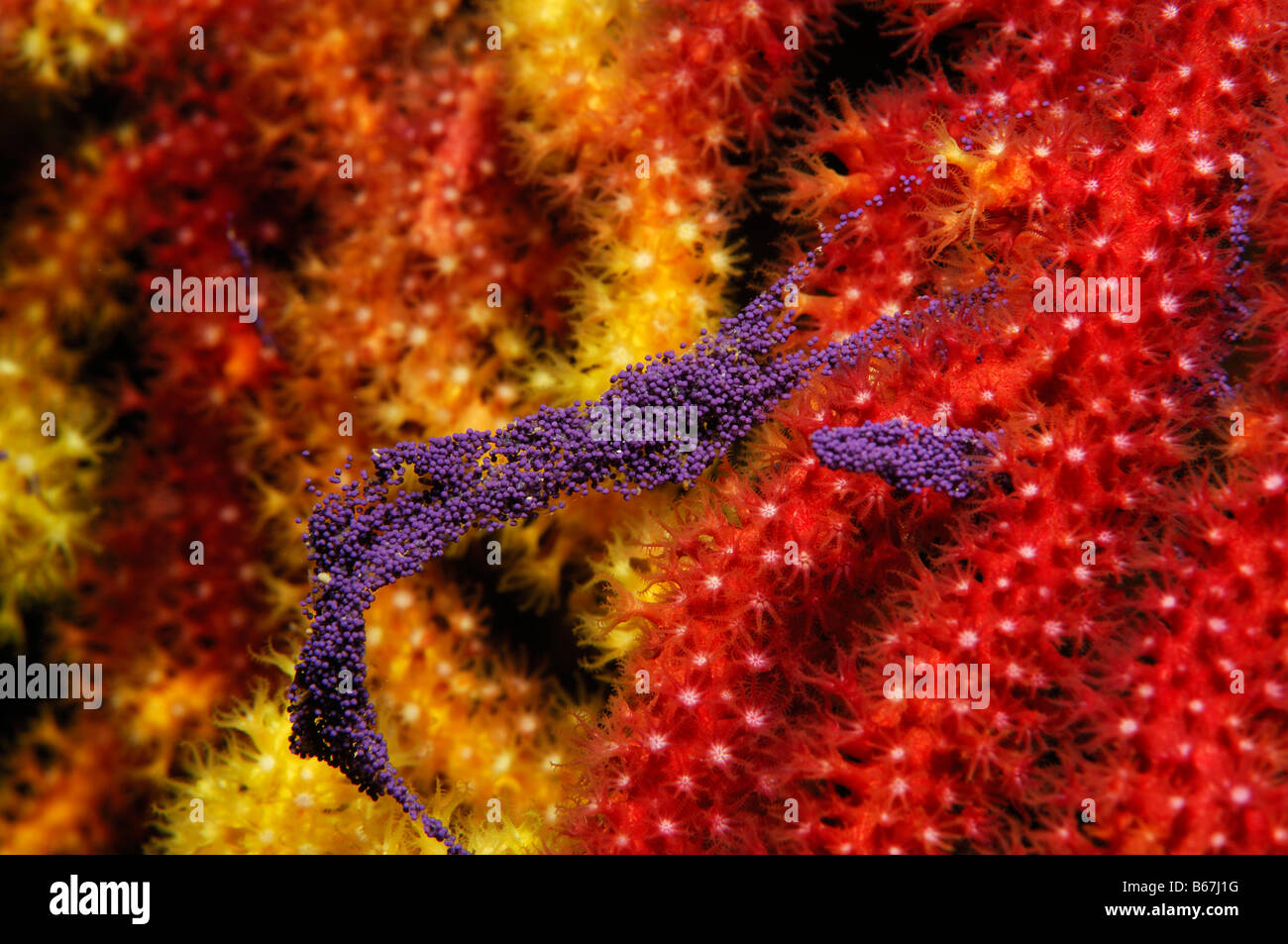 Eggmass in variable Gorgonia Paramuricea clavata Susac Island Adriatic Sea Croatia Stock Photo