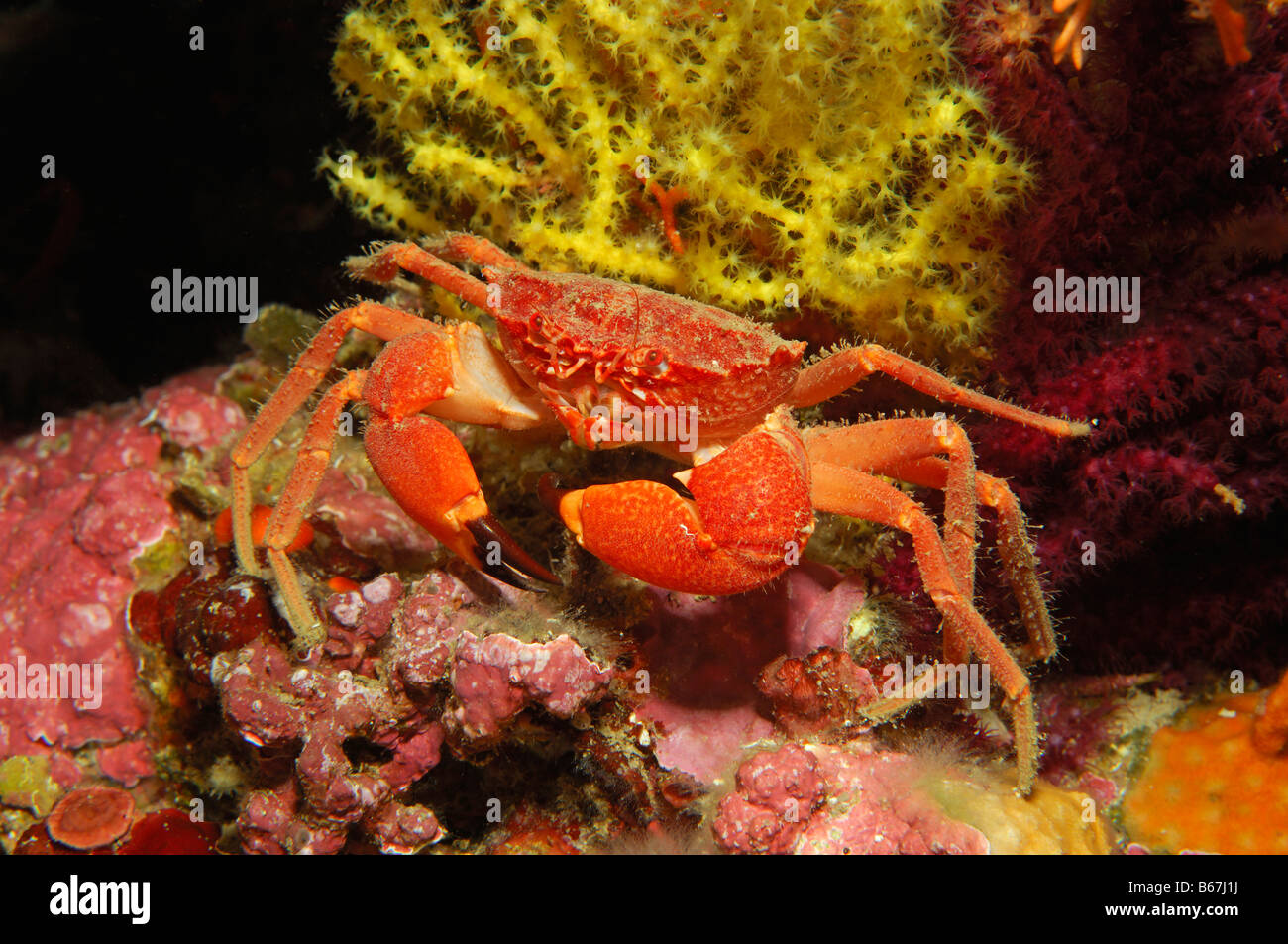 Mediterranean Swimming Crab Portunidae Susac Island Adriatic Sea Croatia Stock Photo