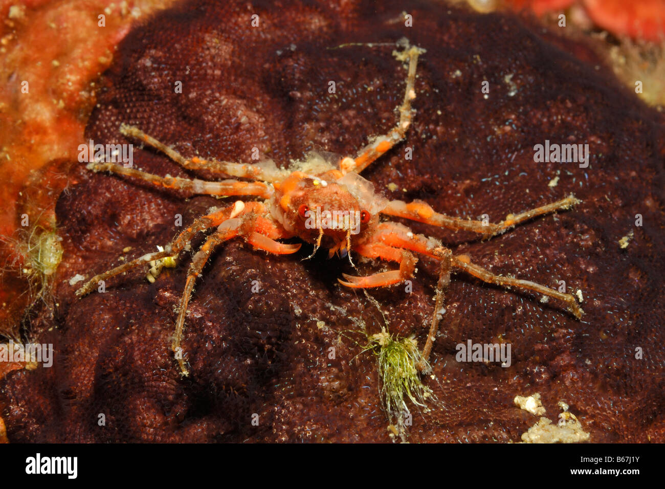 Majoid Crab Herbstia condyliata Susac Island Adriatic Sea Croatia Stock Photo