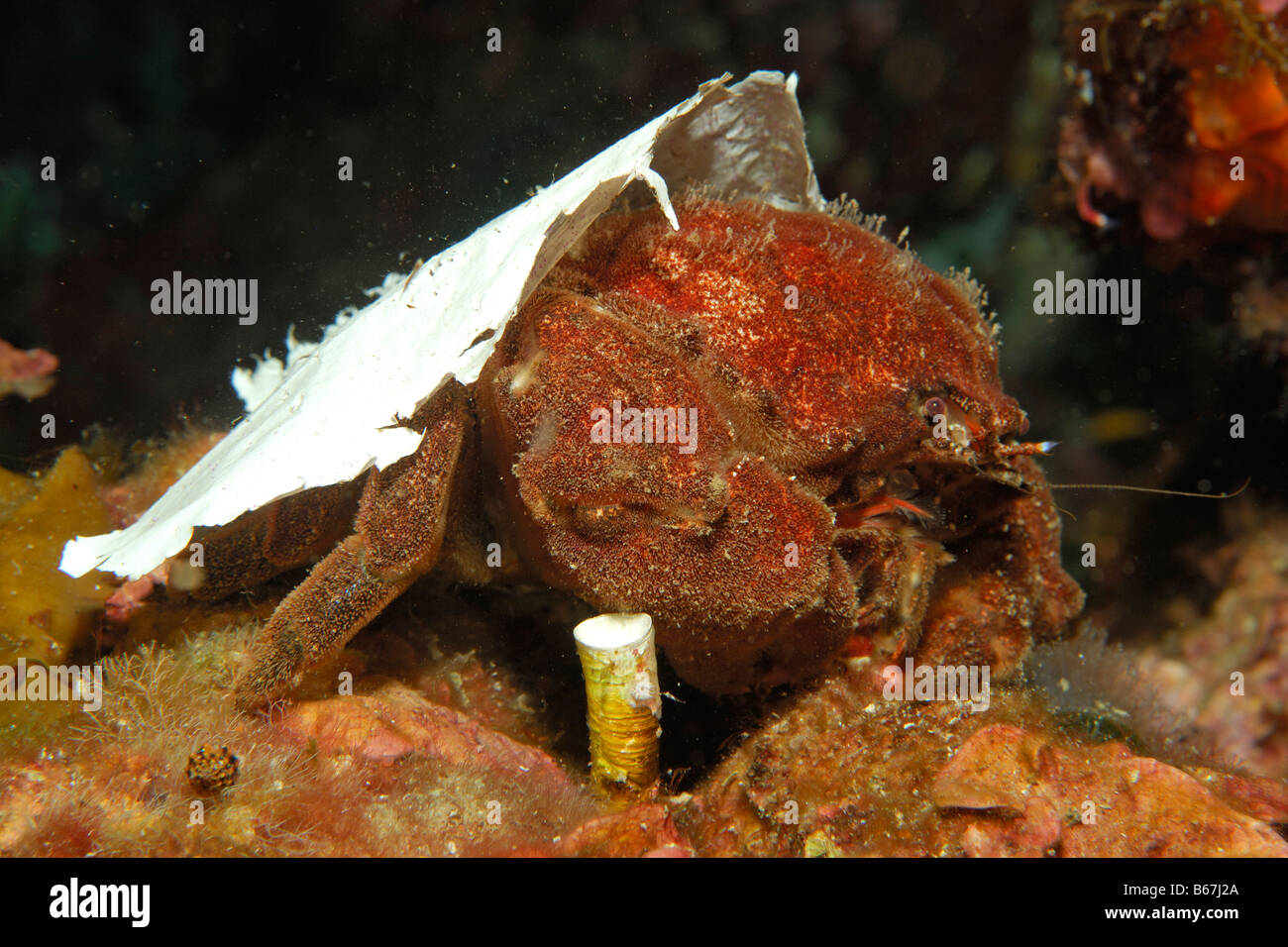Sponge Crab carry Plastic Bag for Camouflage Dromia personata Susac