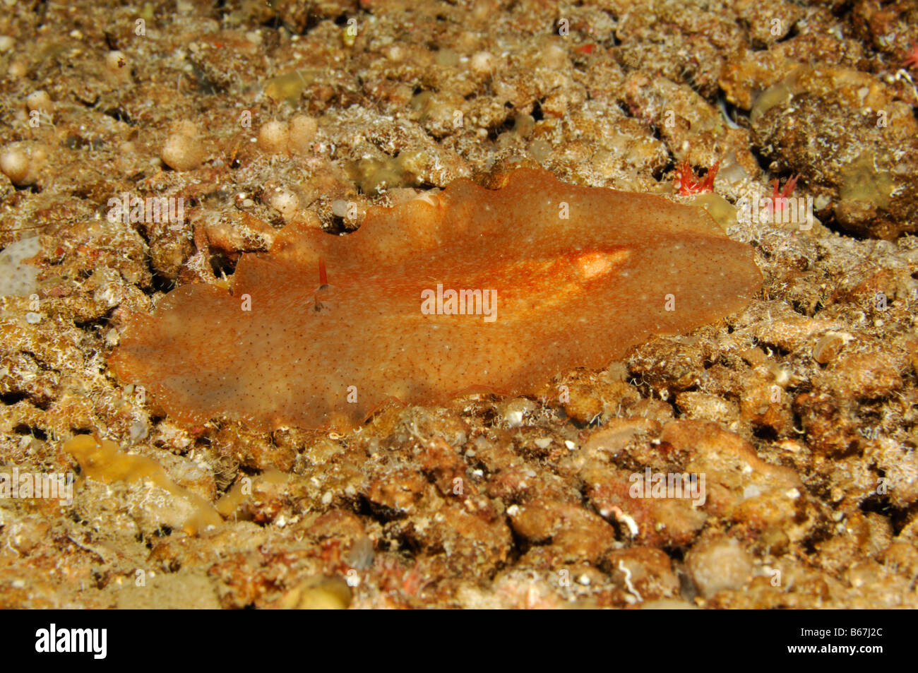 Flat Worm Turbellaria Susac Island Adriatic Sea Croatia Stock Photo