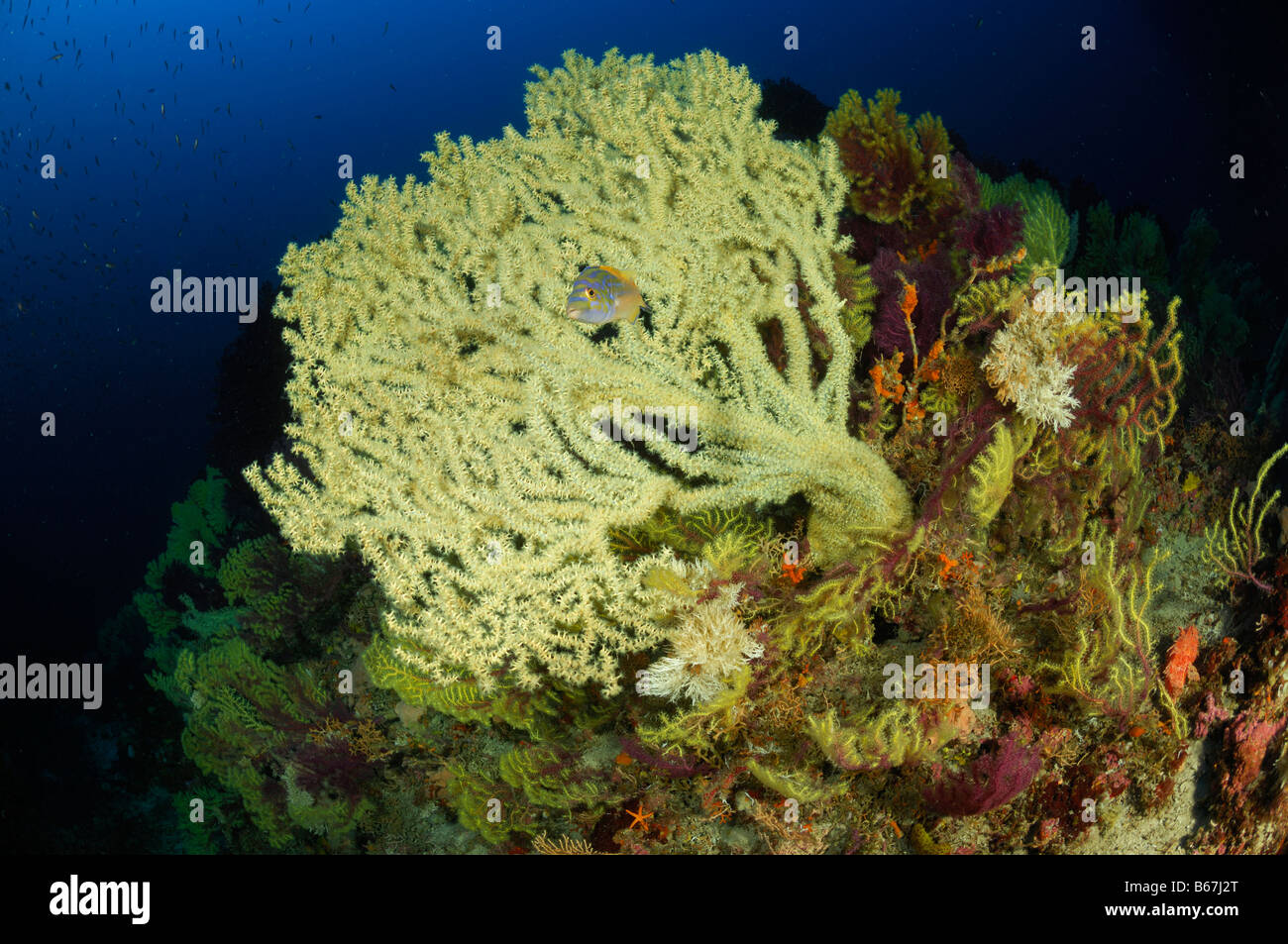 Coral Reef with variables Gorgonian Paramuricea clavata Susac Island Adriatic Sea Croatia Stock Photo